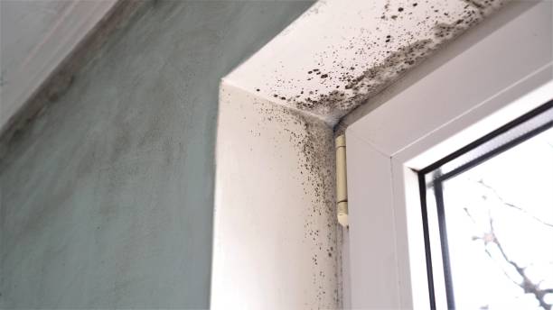 Best Mold Removal Near Me  in Munroe Falls, OH