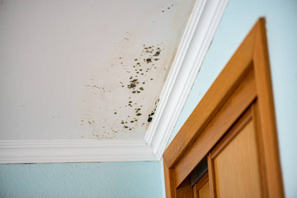 Best Mold Remediation  in Munroe Falls, OH