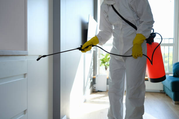 Best Black Mold Removal  in Munroe Falls, OH