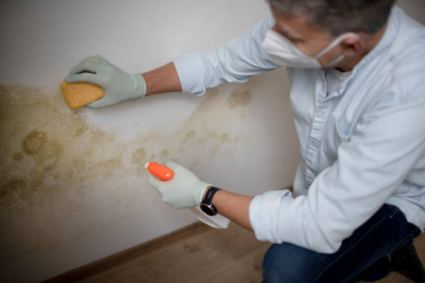 Best Residential Mold Removal  in Munroe Falls, OH