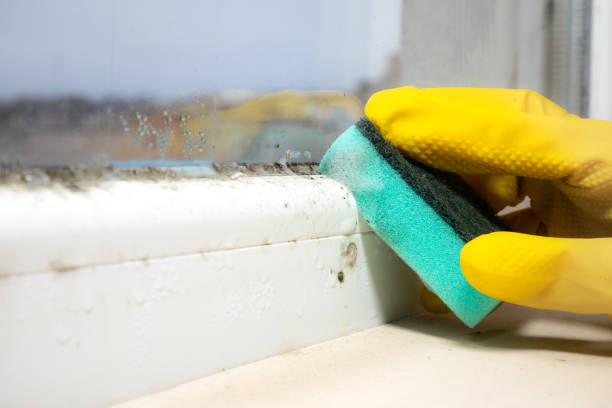 Best Mold Damage Repair  in Munroe Falls, OH