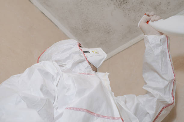 Best Mold Damage Repair  in Munroe Falls, OH