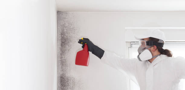 Best Certified Mold Removal  in Munroe Falls, OH