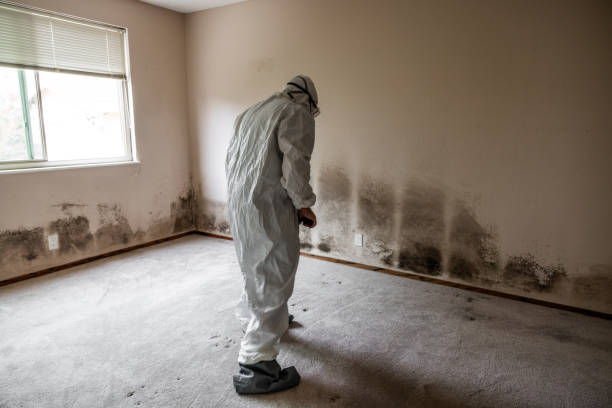 Best Attic Mold Removal  in Munroe Falls, OH