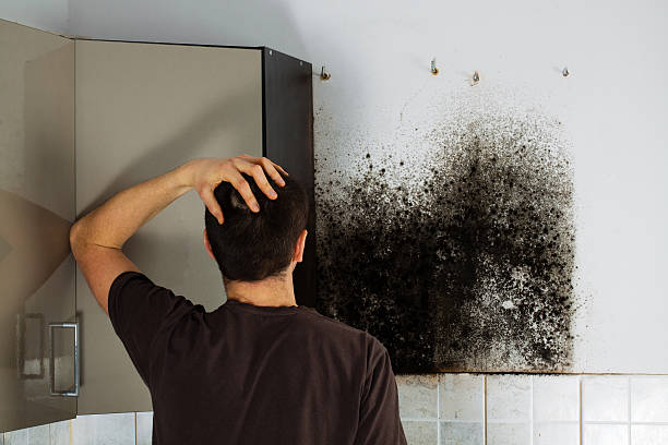 Best Emergency Mold Removal  in Munroe Falls, OH