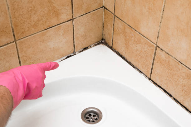 Best Mold Removal Near Me  in Munroe Falls, OH